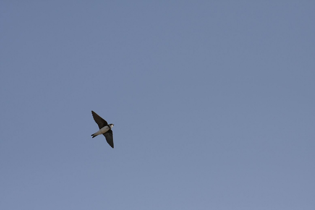 Resize of _MG_1450.JPG